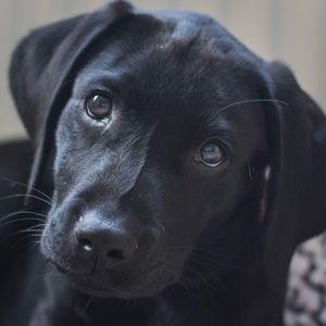 Meet your Posher, Penelope